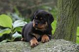 ROTTWEILER 341